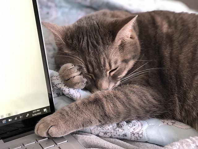 A kitten sleeping with its paw on a laptop keyboard