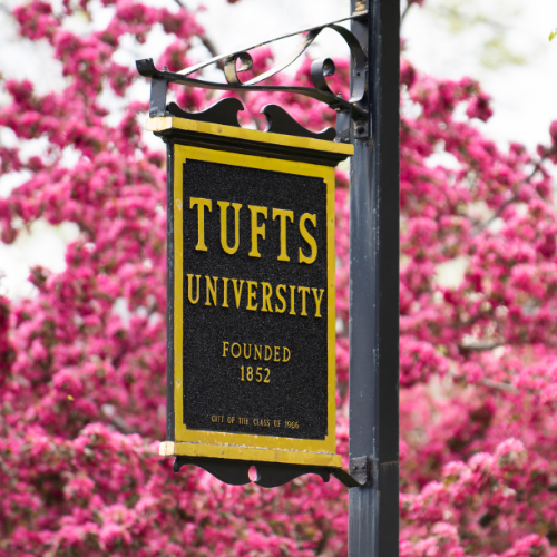 Tufts University sign surrounded by pink flowering tree