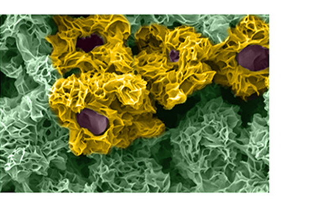 Porous Copper-based Metal-Organic Framework (Cu-MOF) Micro-Flower