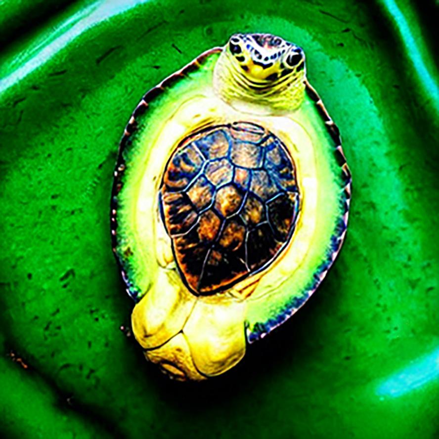 Stable Diffusion compositional modelled image of a hybrid sea turtle avocado.